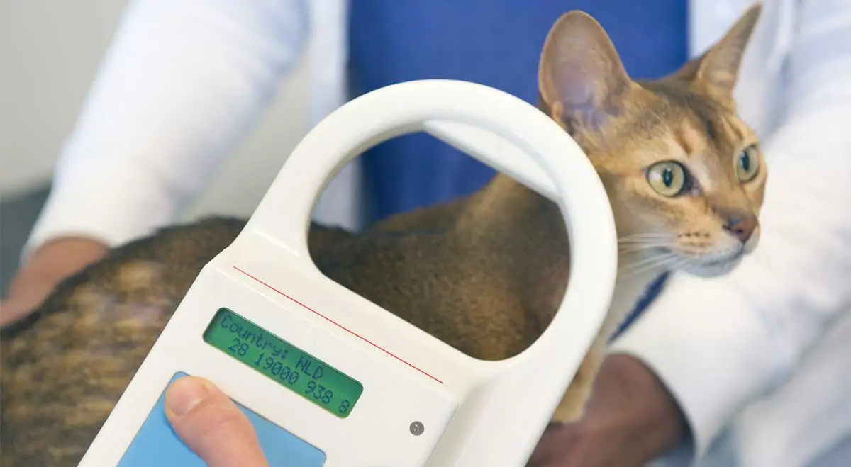short hair cat microchip scanner