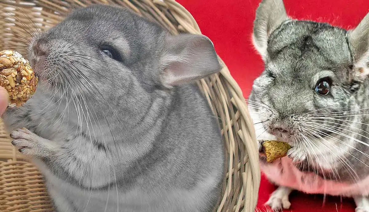 chinchilla facts you probably never knew