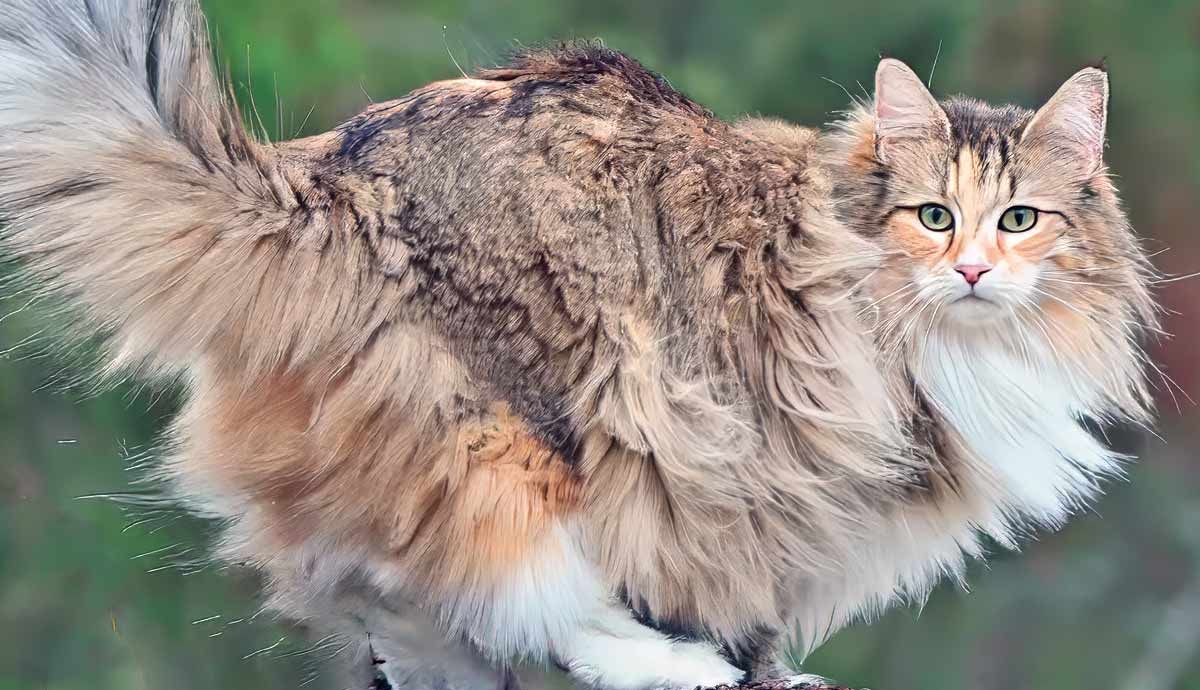 The Norwegian Forest Cat: What you Need to Know