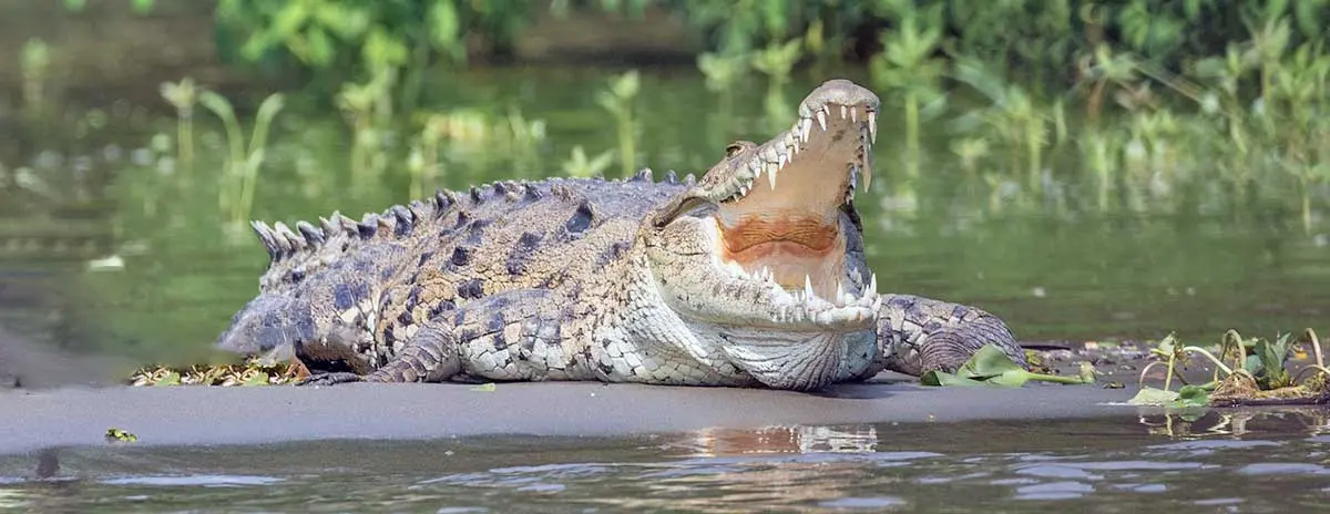 crocodile laying down sun mouth open