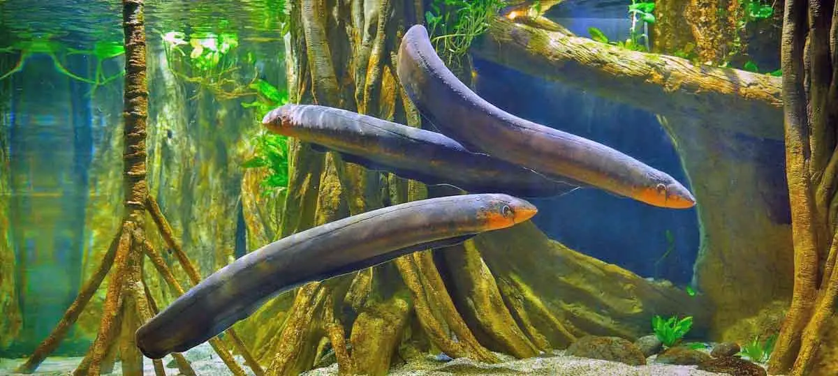 three electric eels in tropical river setting