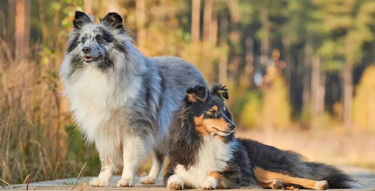 merle and tricolor shelties