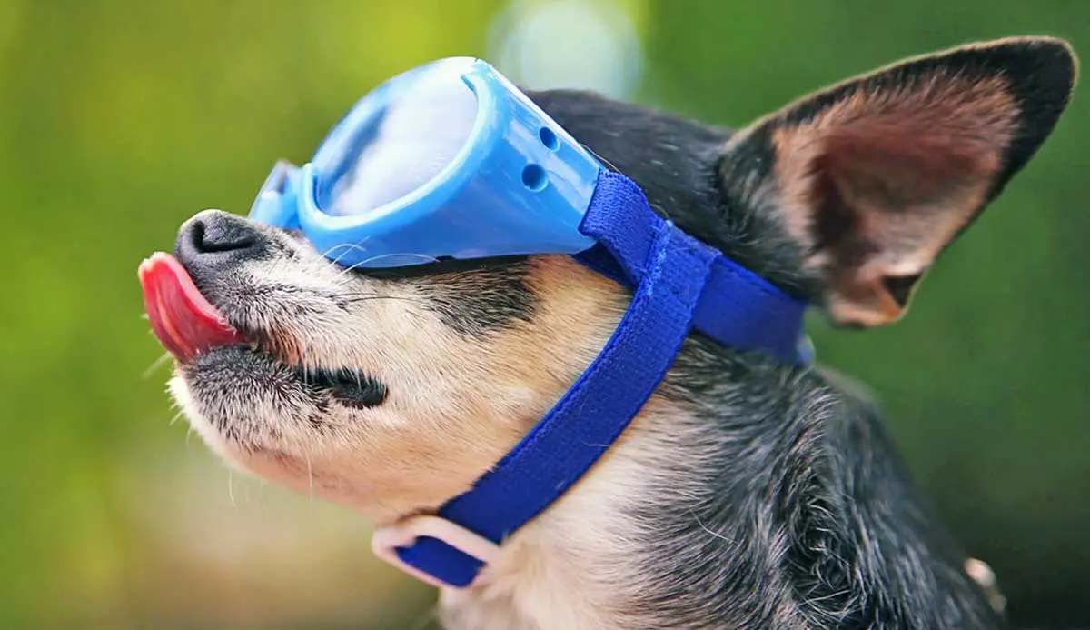 dog goggles