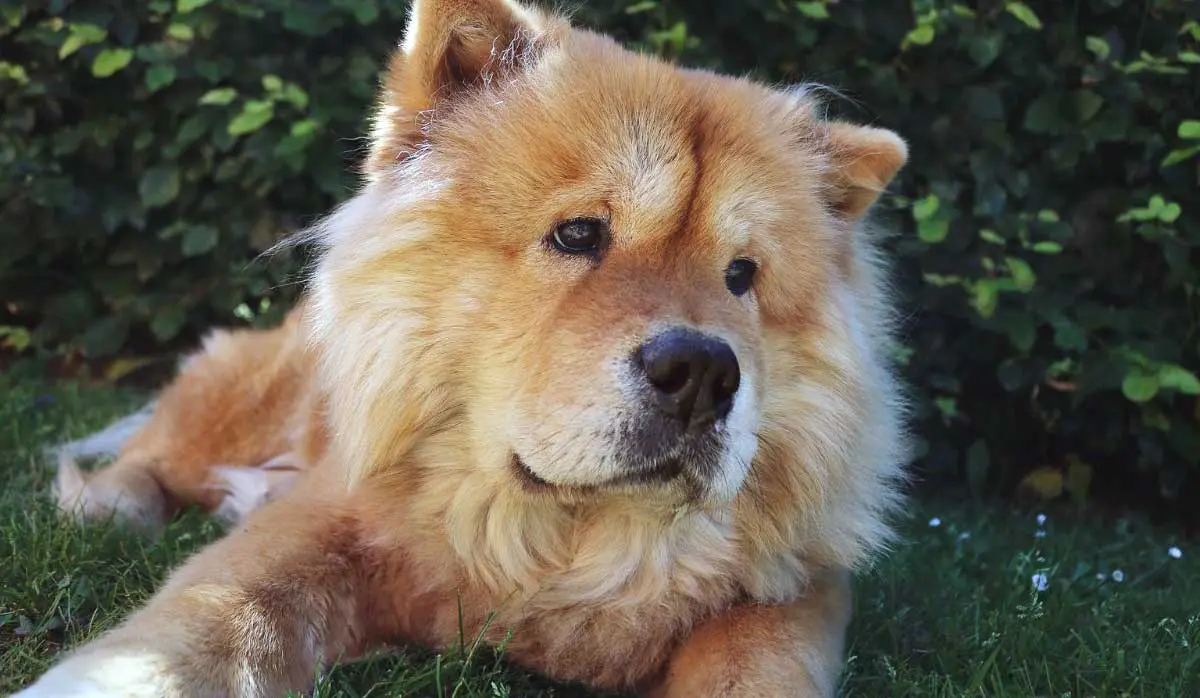 Chow Chow Lying in Shade on Grass