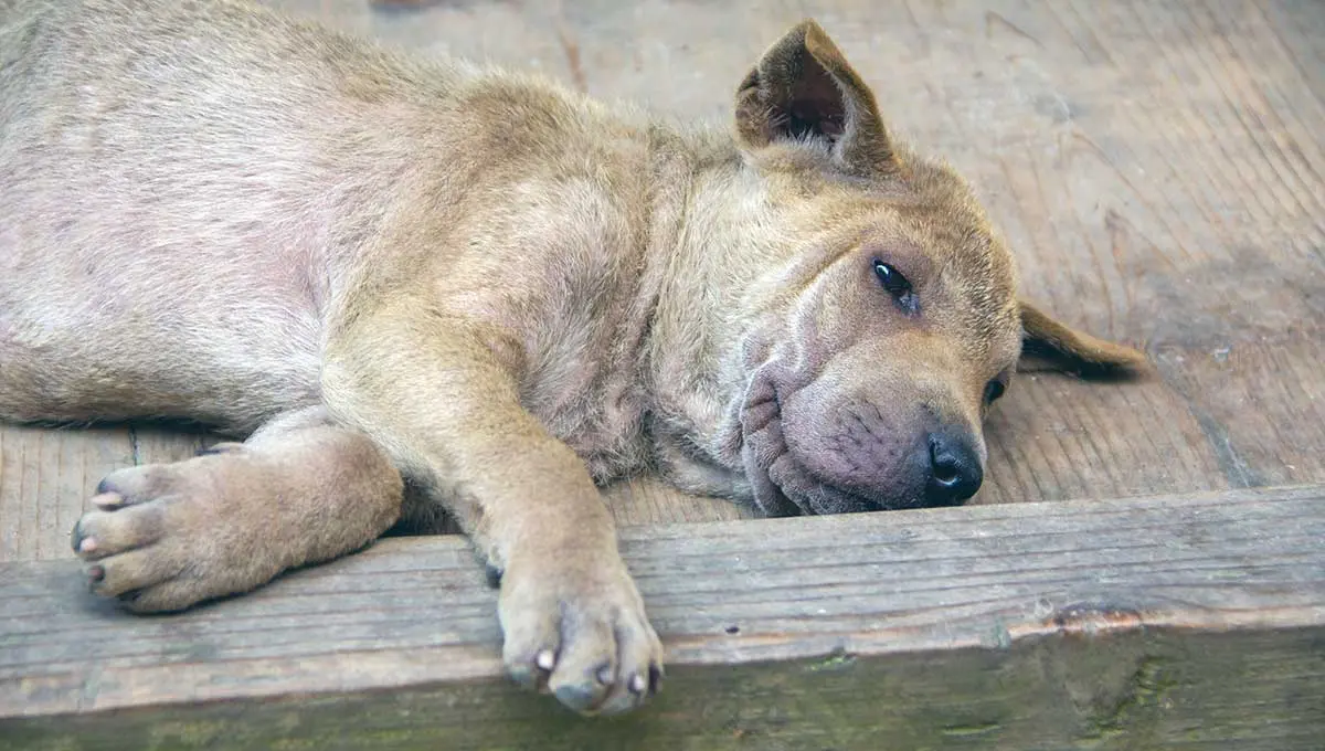 dog resting fur loss