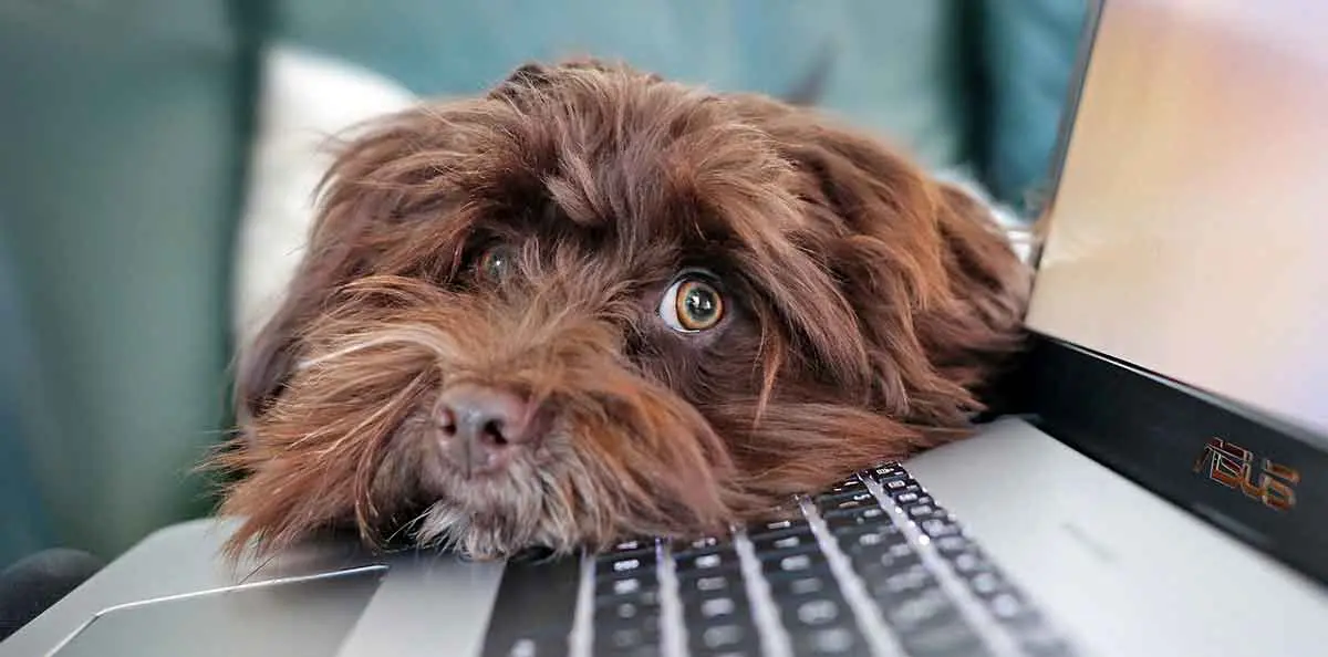 dog resting its head on laptop
