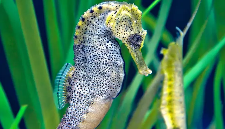 do male seahorses give birth