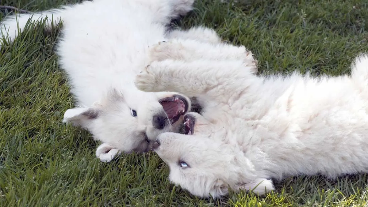 pyr puppies playing
