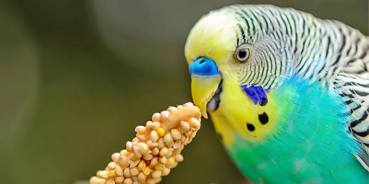 budgie eating