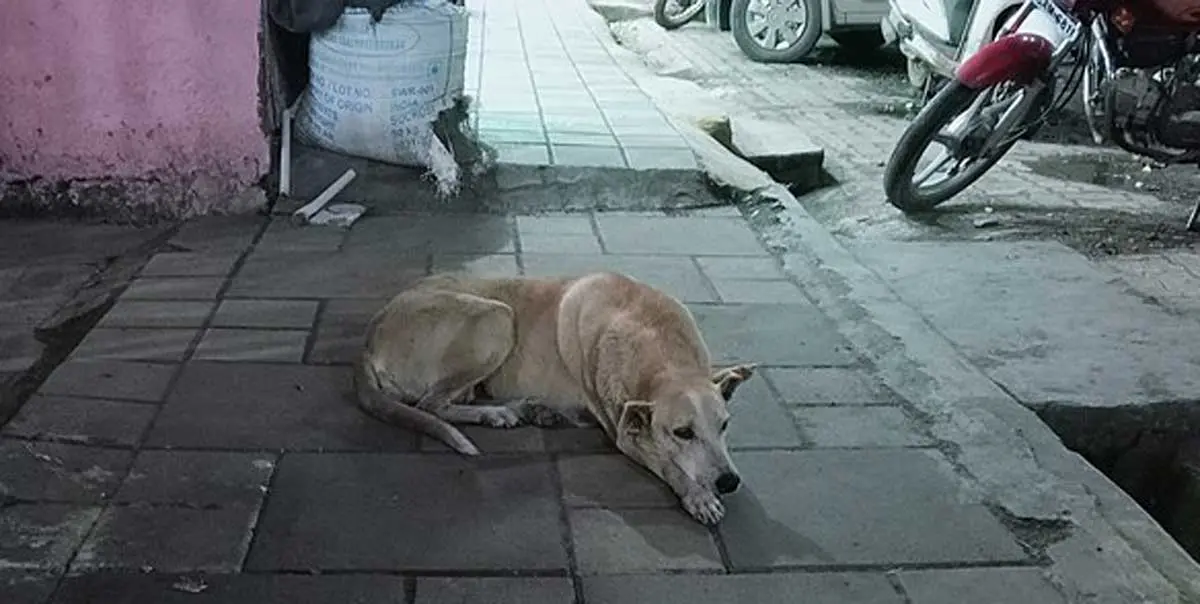 street dog lying down