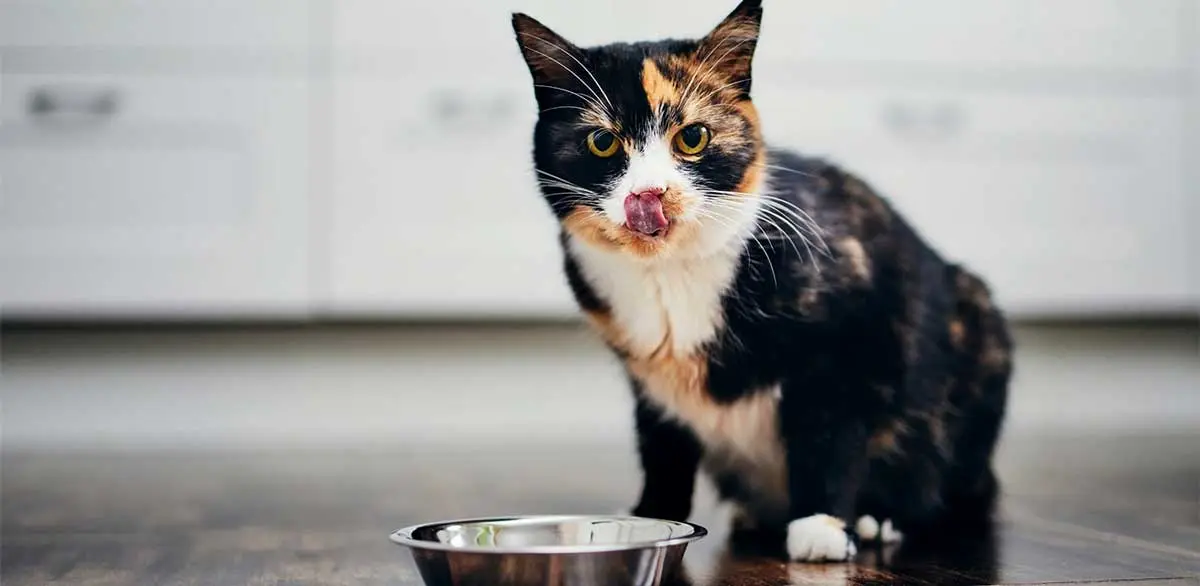 calico cat diet drinking water