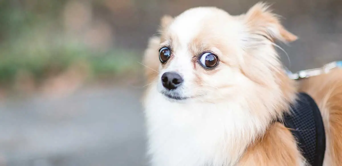 brown chihuahua looking scared