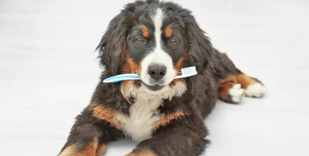 dog holding toothbrush bernese