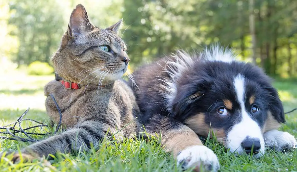 dog and cat laying down together in grass