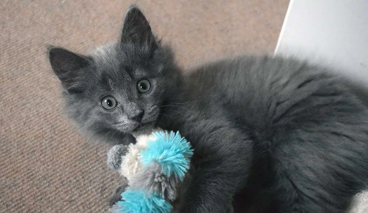 gray kitten with toy