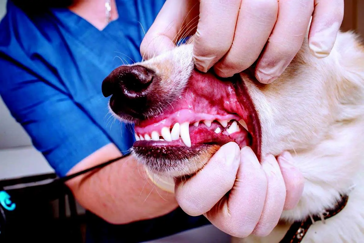 dog teeth checked dental vet