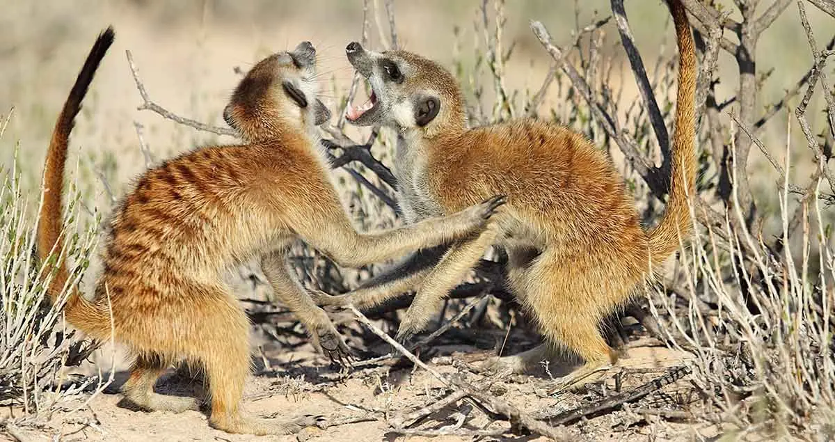 competition among meerkats