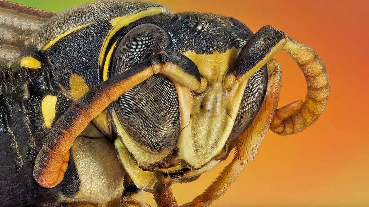 a closeup of a wasp