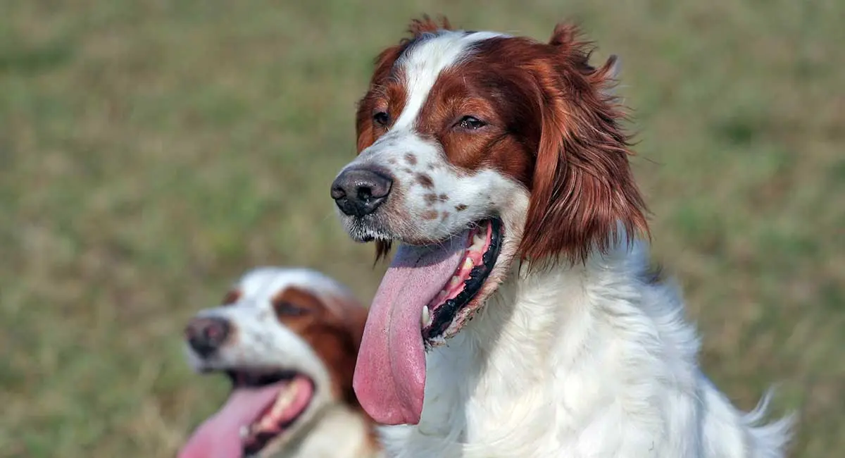two irish red and white setters with tongues out