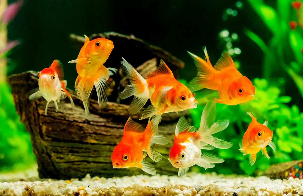 pet fish aquarium