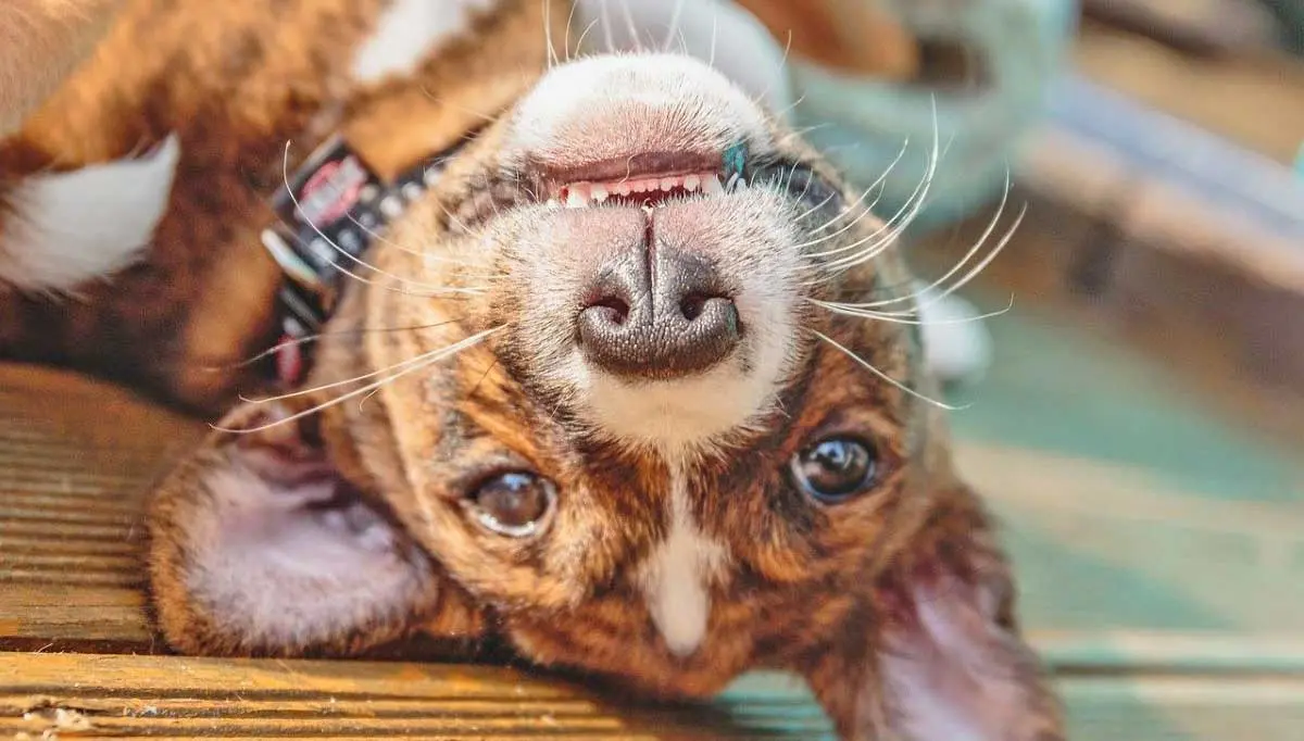 basenji puppy upside down
