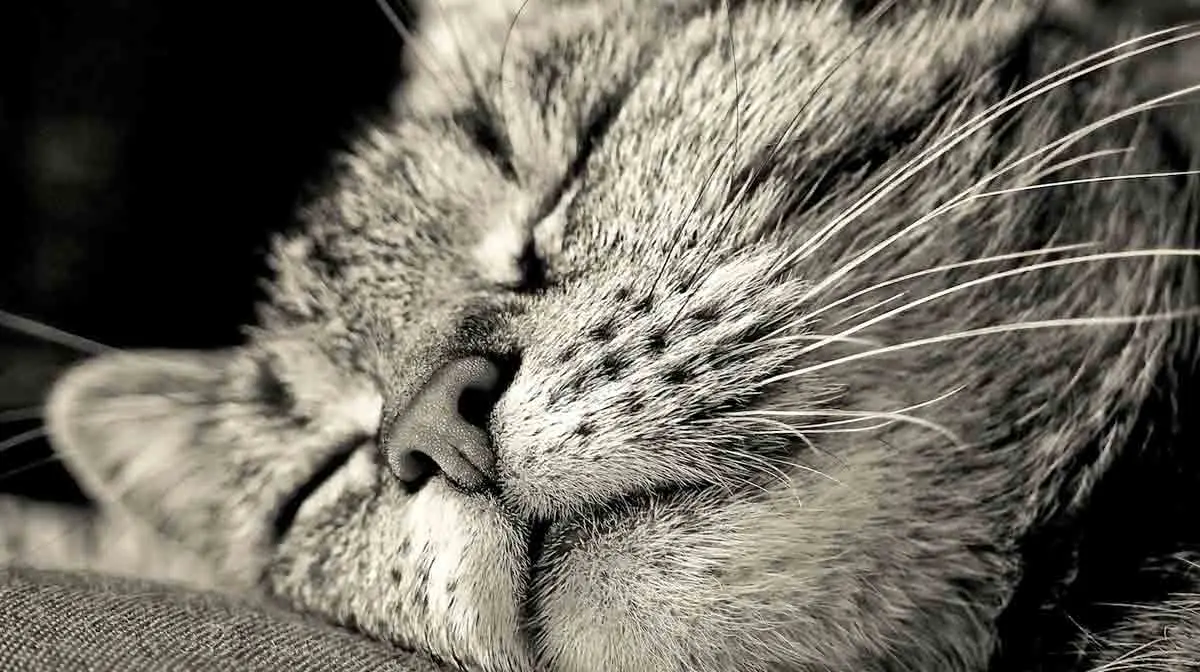 cat close up with sleeping face