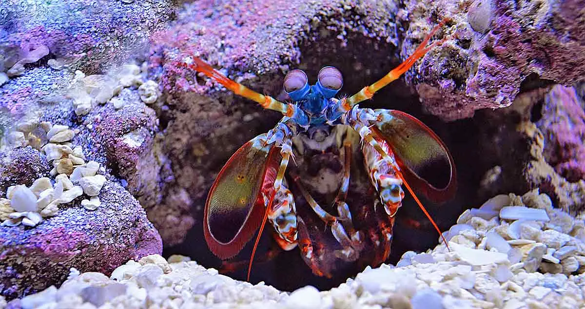 mantis shrimp amber wolfe unsplash
