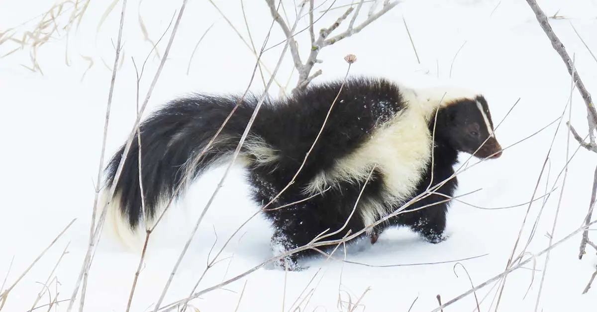 skunk walking in snow