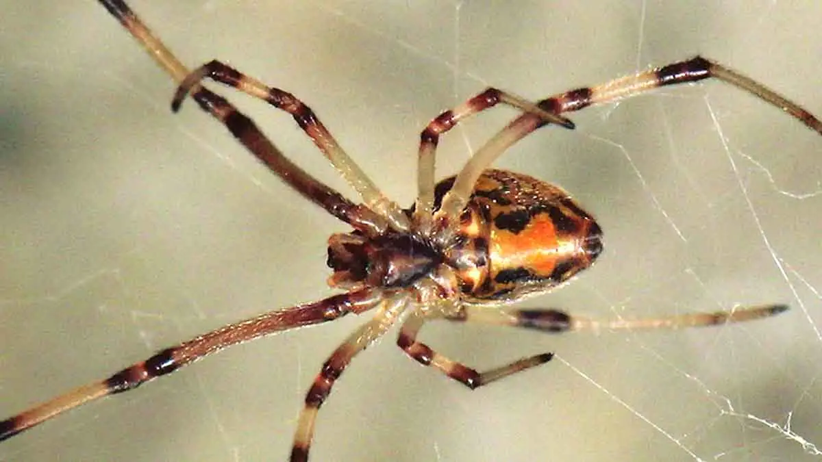 brown widow spider