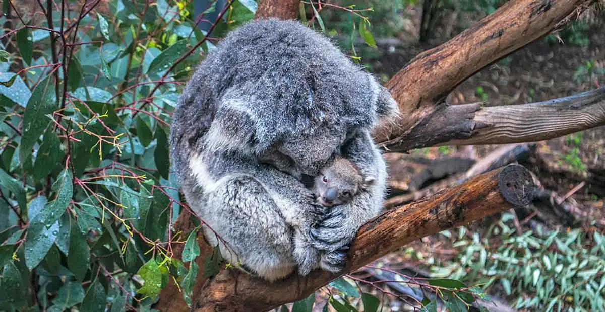 female koala holding her joey