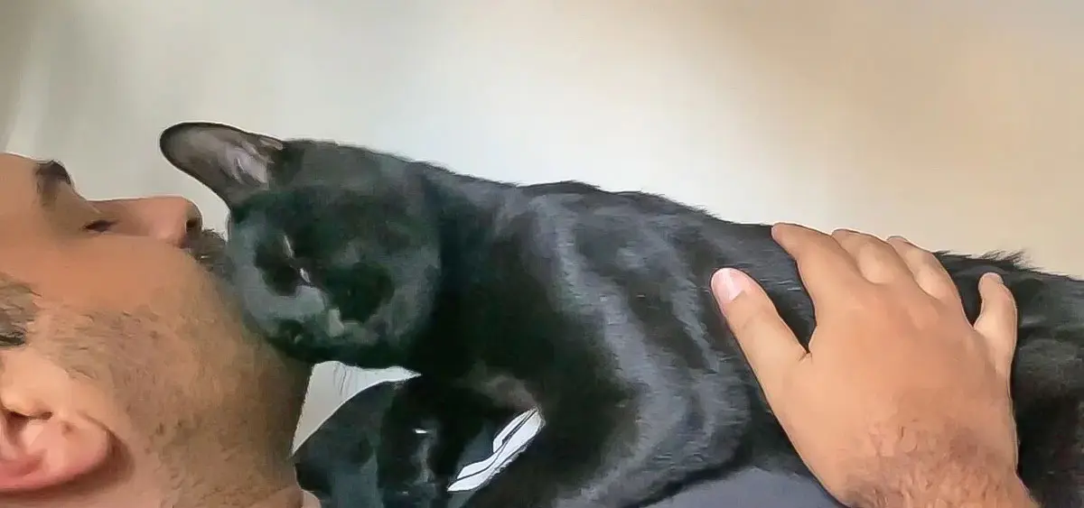 human cuddling black cat and kissing them on the head