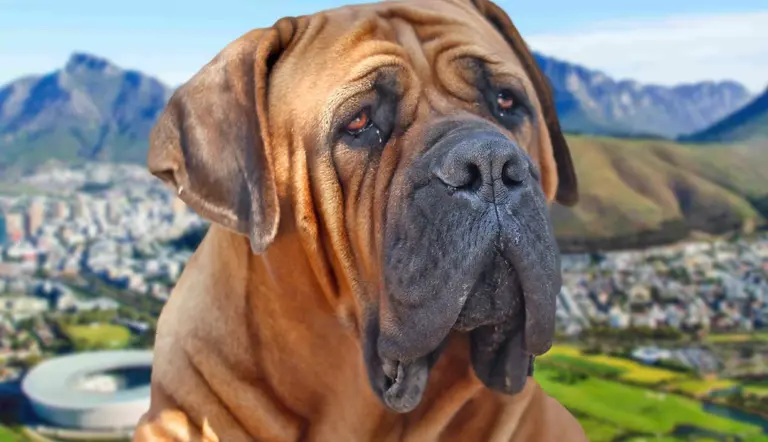 facts about the mighty south african boerboel