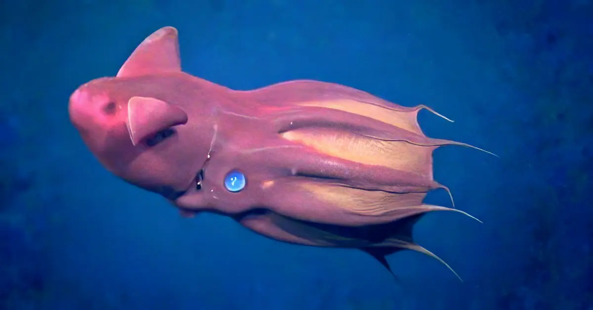 vampire squid swimming underwater
