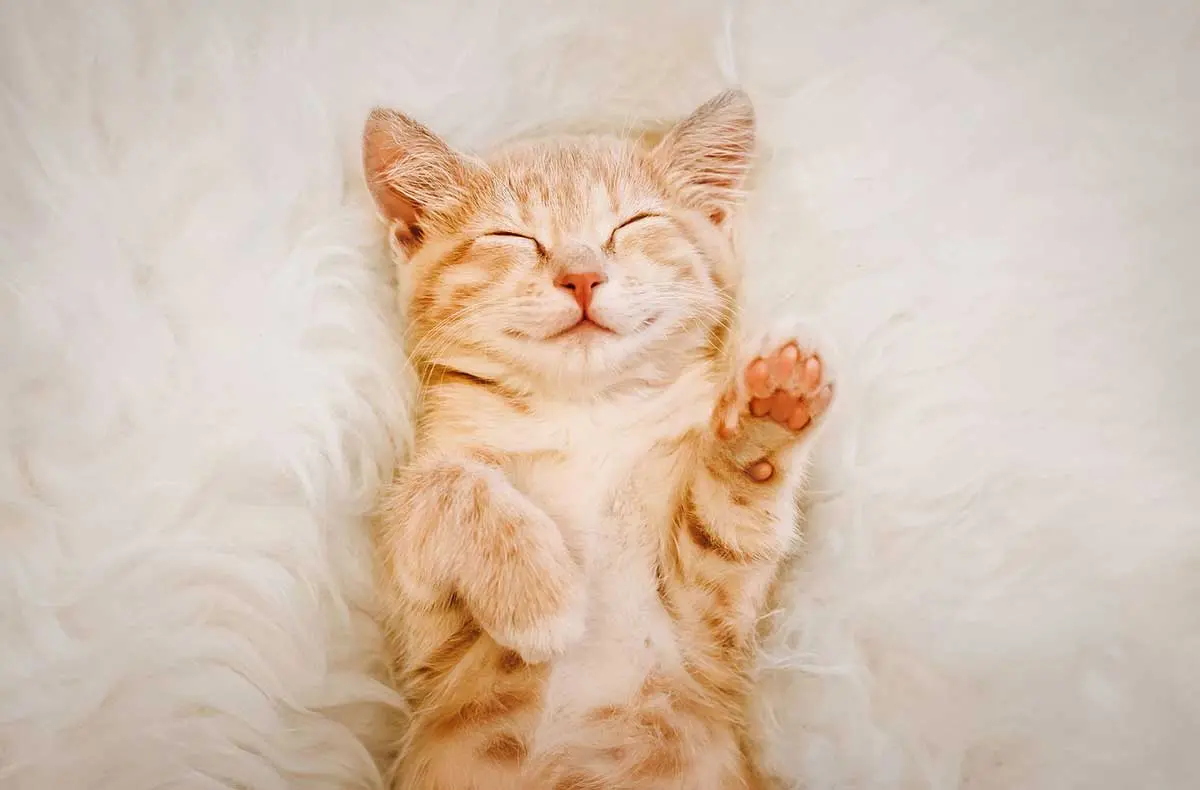 kitten smiling sleeping