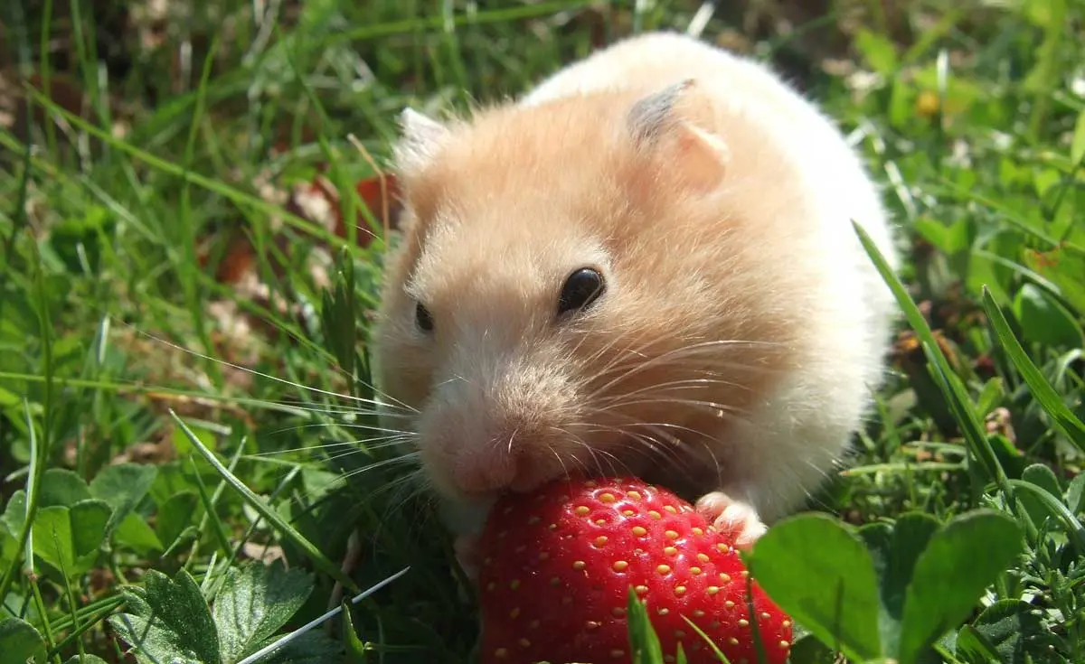 hamster eating strawberry