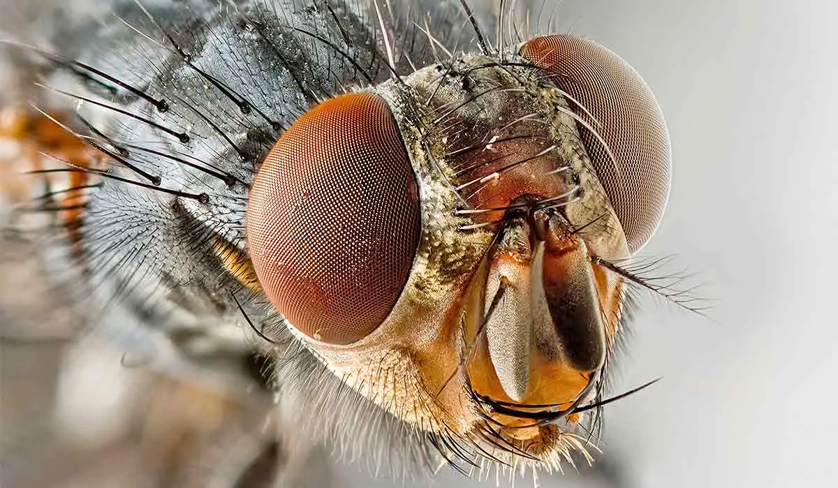a fly_s eyes up close