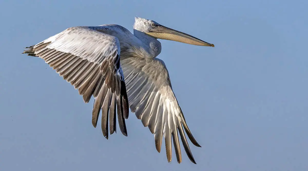 dalmatian pelican in flight