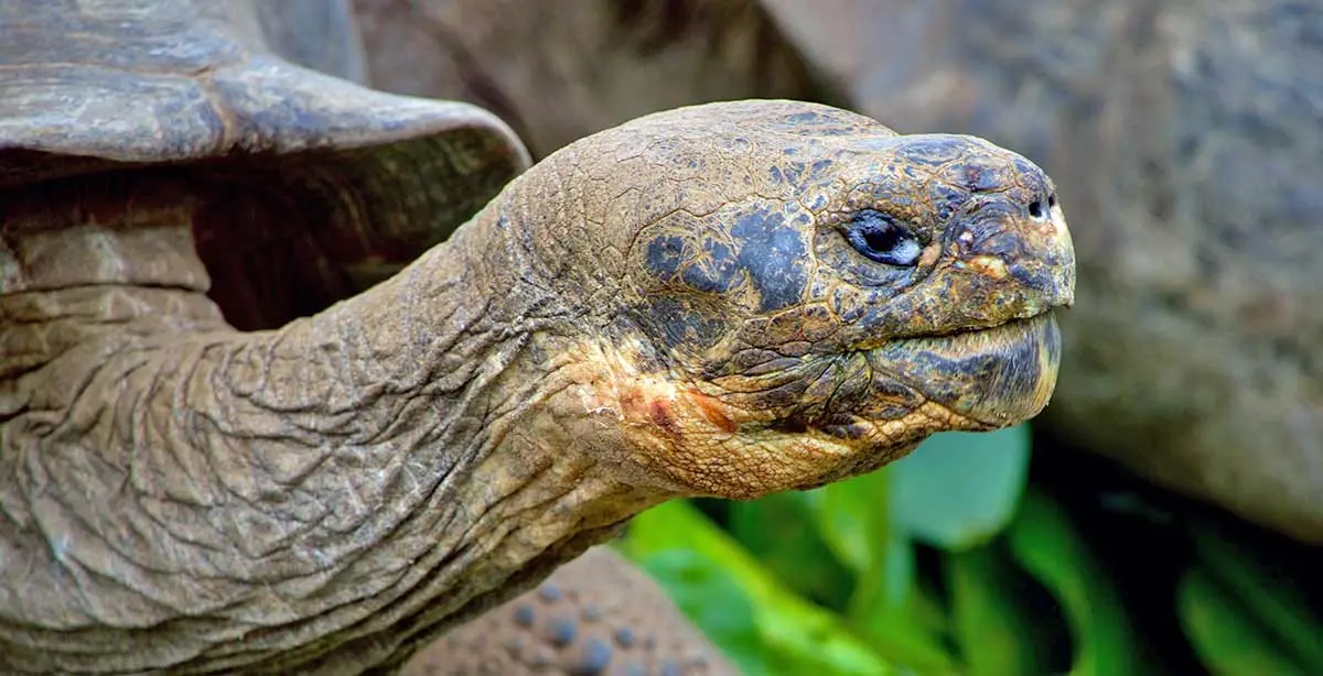 old tortoise face
