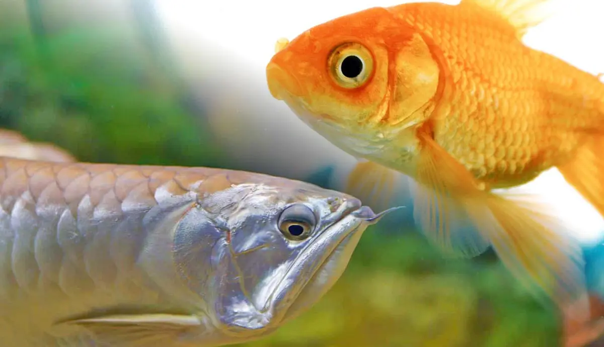 common fish that will outgrow your tank