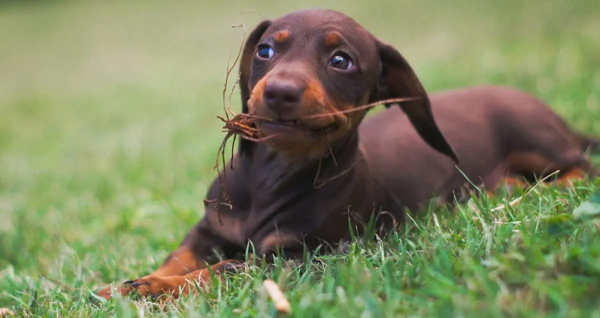 daschund puppy with grass in mouth