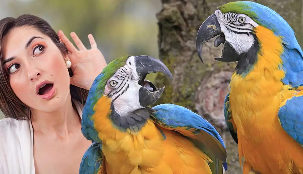 do parrots understand what they are saying