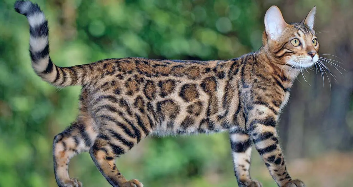 spotted bengal cat