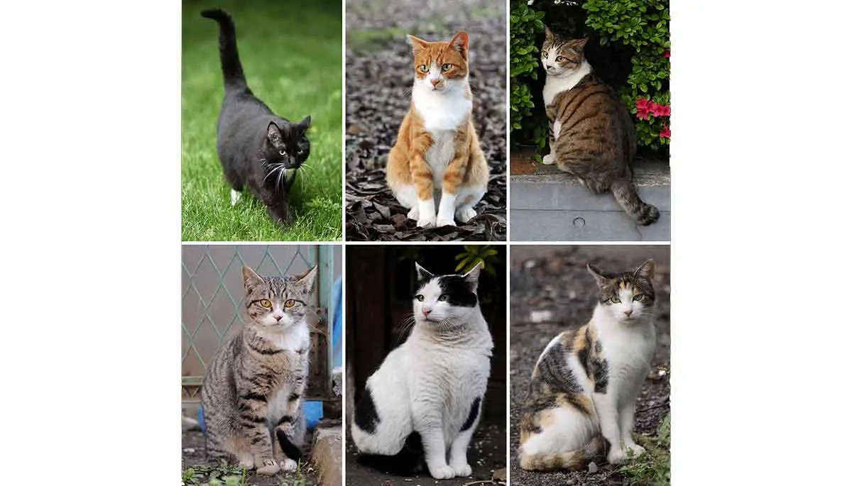 Collage_of_Six_Cats 01