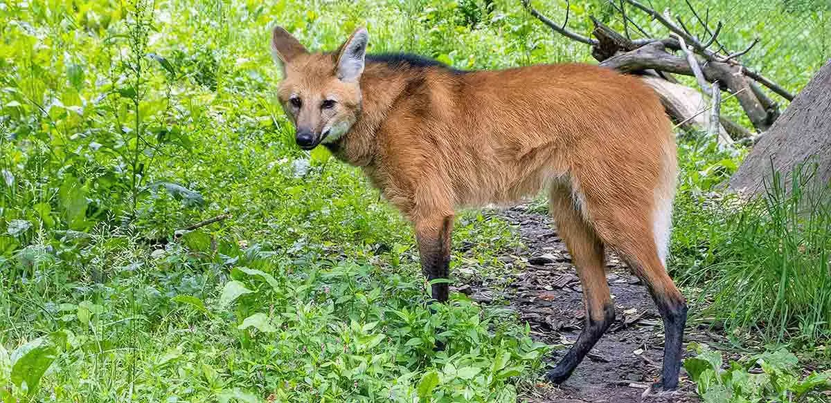 maned wolf in foliage