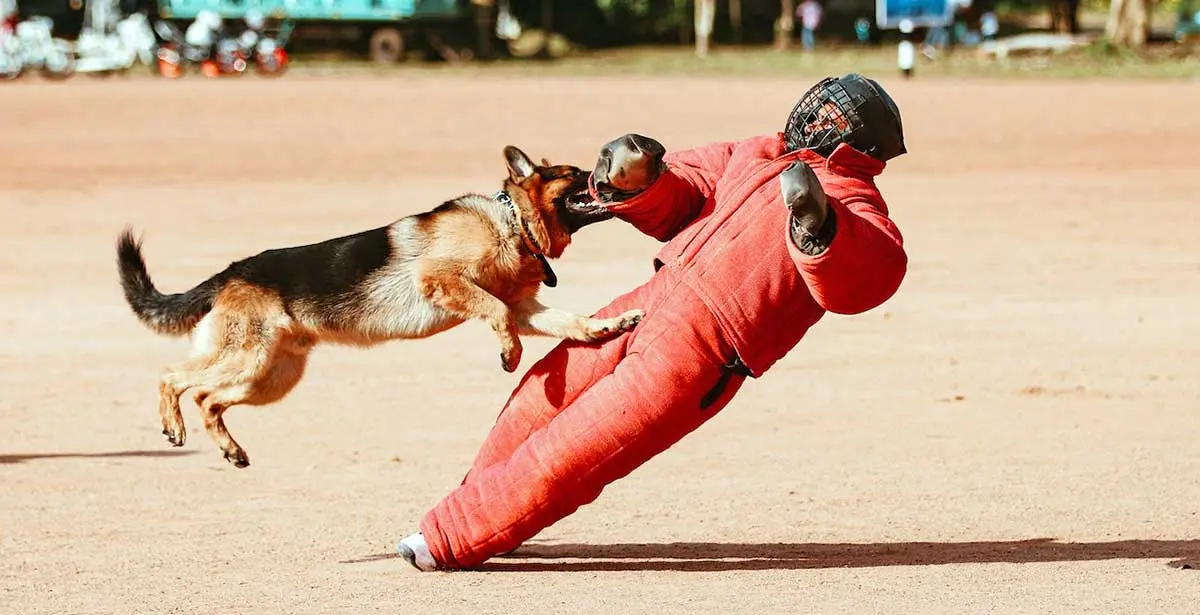 german shepherd dog attacking training