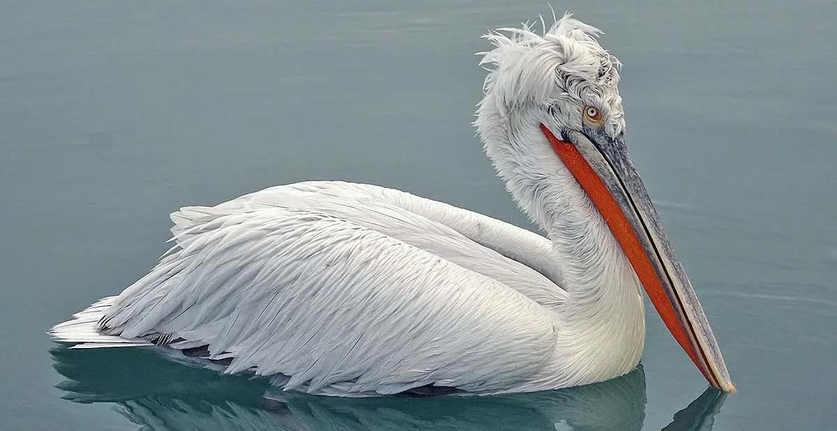 dalmation pelican water