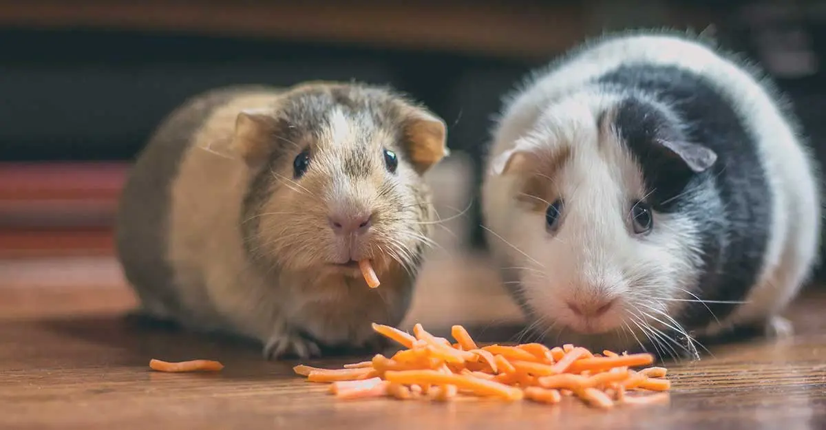 guinea pigs eating carrots