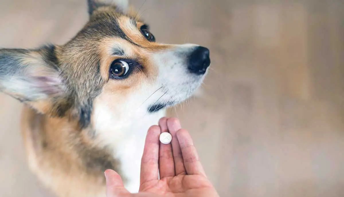 Dog Being Shown Pill by Owner