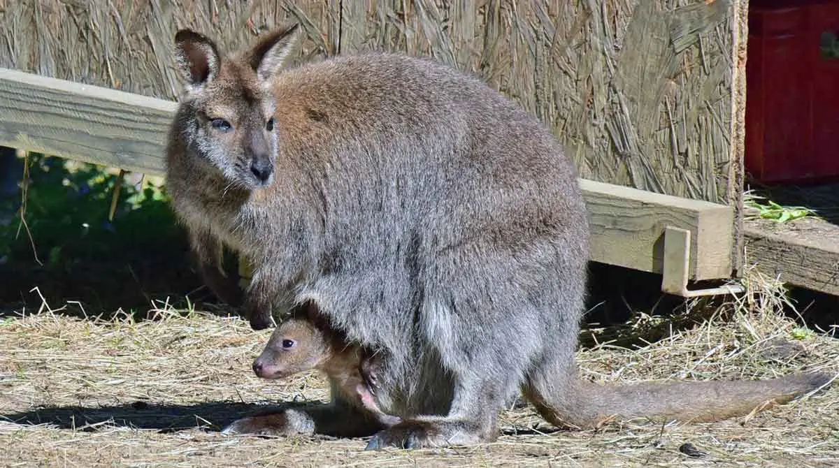 wallaby mother with joey in zoo