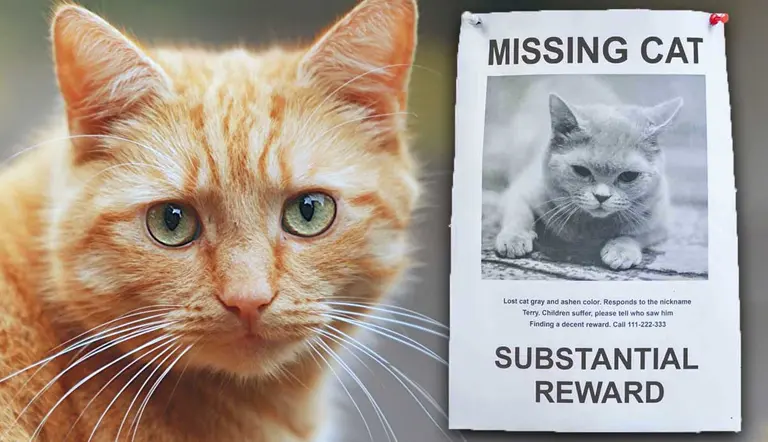 tips on how to find missing cat